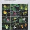 Balsams Of Eastern Himalaya 1 Balsams Of Eastern Himalaya -Wildlife Professional Books 246862