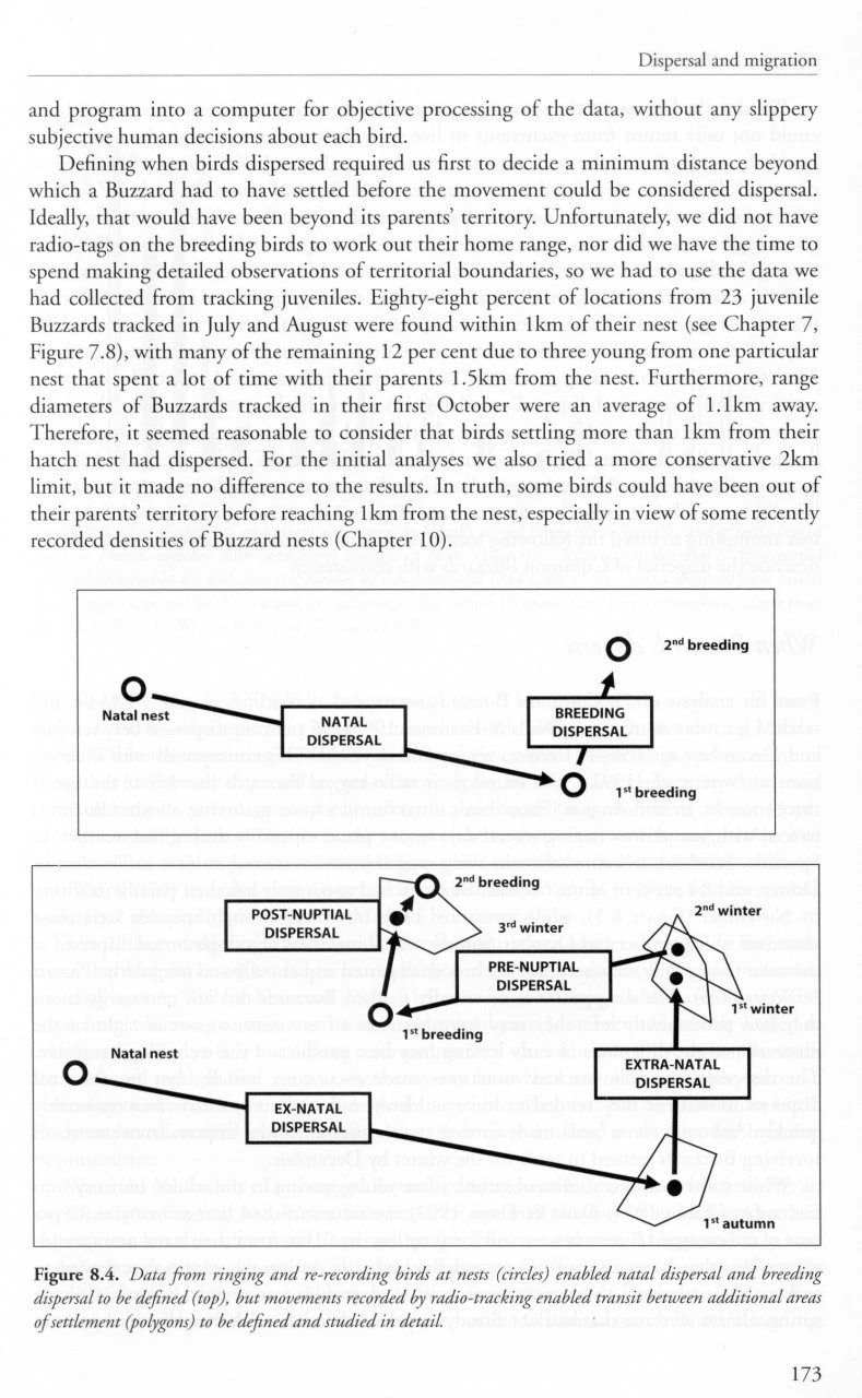 The Common Buzzard 5 The Common Buzzard - Image 3