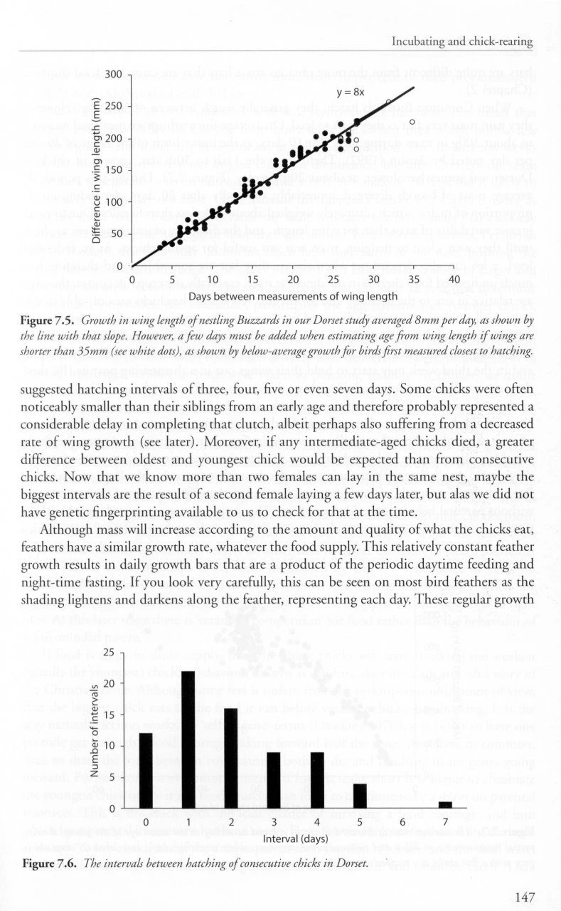 The Common Buzzard 6 The Common Buzzard - Image 4