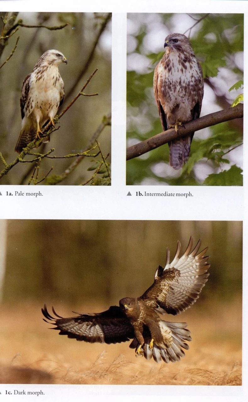 The Common Buzzard 7 The Common Buzzard - Image 5