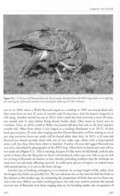The Common Buzzard 16 The Common Buzzard -Wildlife Professional Books 247013 4