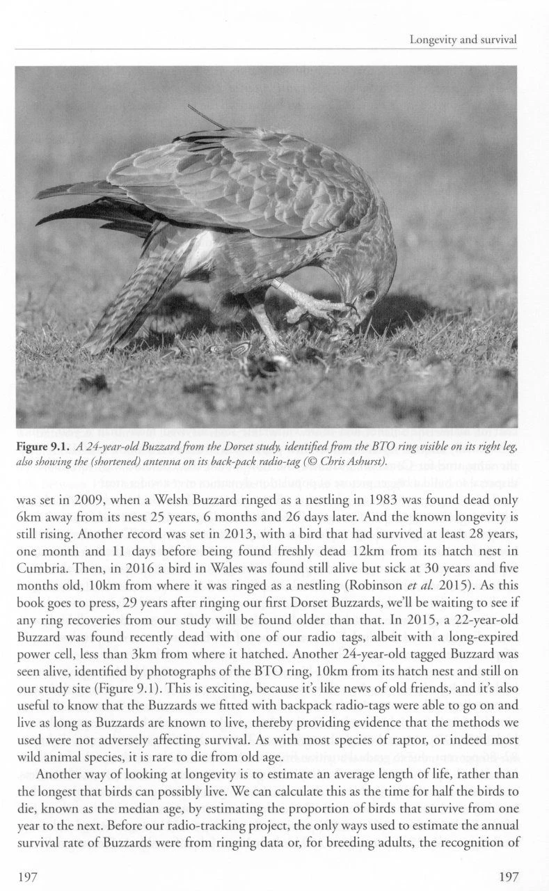 The Common Buzzard 8 The Common Buzzard - Image 6