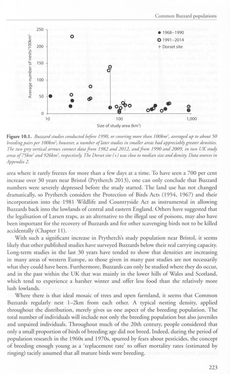 The Common Buzzard 9 The Common Buzzard - Image 7