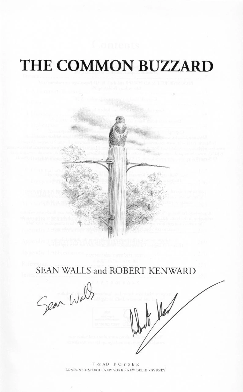 The Common Buzzard 11 The Common Buzzard - Image 9