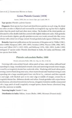 Geometrid Moths Of India -Wildlife Professional Books 247581 1