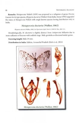 Geometrid Moths Of India -Wildlife Professional Books 247581 2
