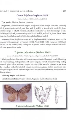 Geometrid Moths Of India -Wildlife Professional Books 247581 4