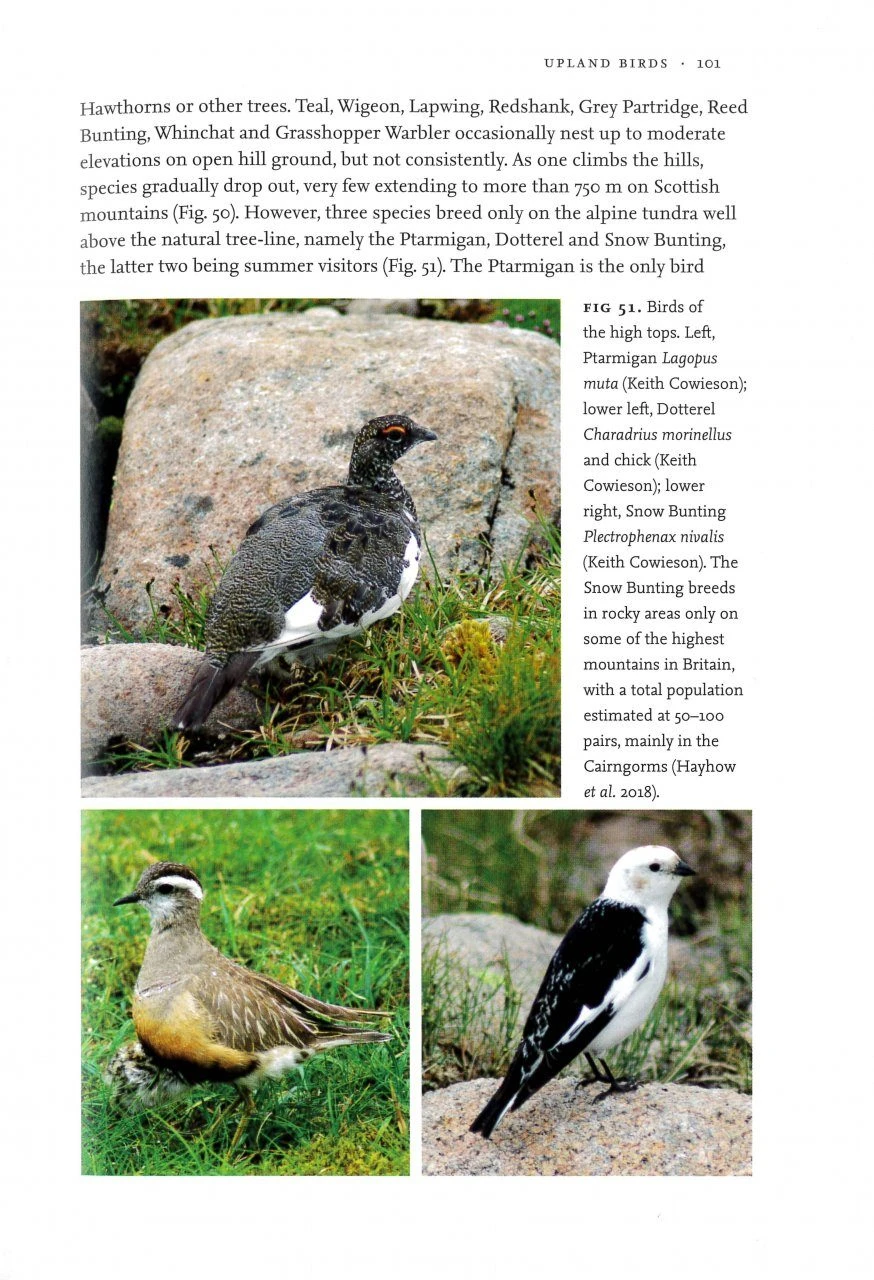 Uplands And Birds 5 Uplands And Birds - Image 3