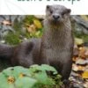 La Loutre D'Europe [The European Otter] -Wildlife Professional Books 247721