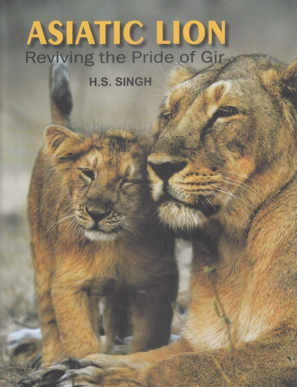 Asiatic Lion 3 Asiatic Lion