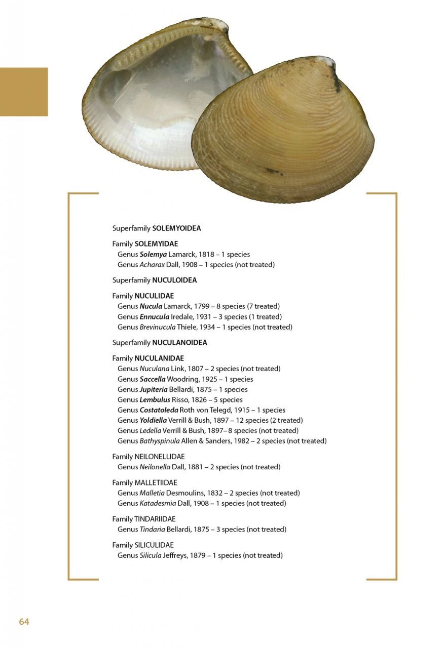 Marine Bivalves Of Tropical West Africa 8 Marine Bivalves Of Tropical West Africa - Image 6
