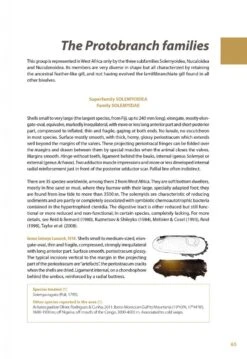 Marine Bivalves Of Tropical West Africa 27 Marine Bivalves Of Tropical West Africa -Wildlife Professional Books 248768 06