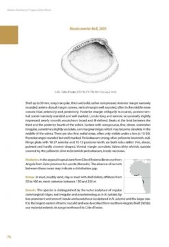 Marine Bivalves Of Tropical West Africa 28 Marine Bivalves Of Tropical West Africa -Wildlife Professional Books 248768 07