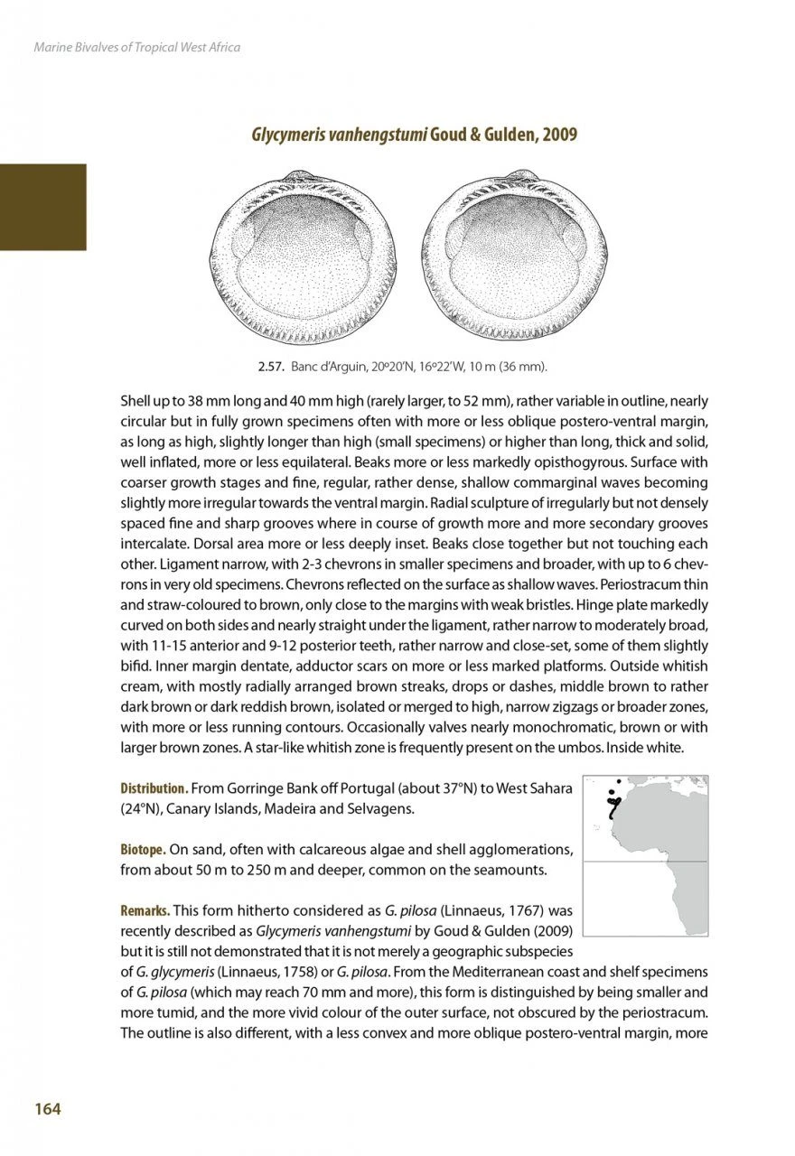 Marine Bivalves Of Tropical West Africa 12 Marine Bivalves Of Tropical West Africa - Image 10
