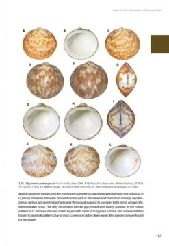 Marine Bivalves Of Tropical West Africa 31 Marine Bivalves Of Tropical West Africa -Wildlife Professional Books 248768 10