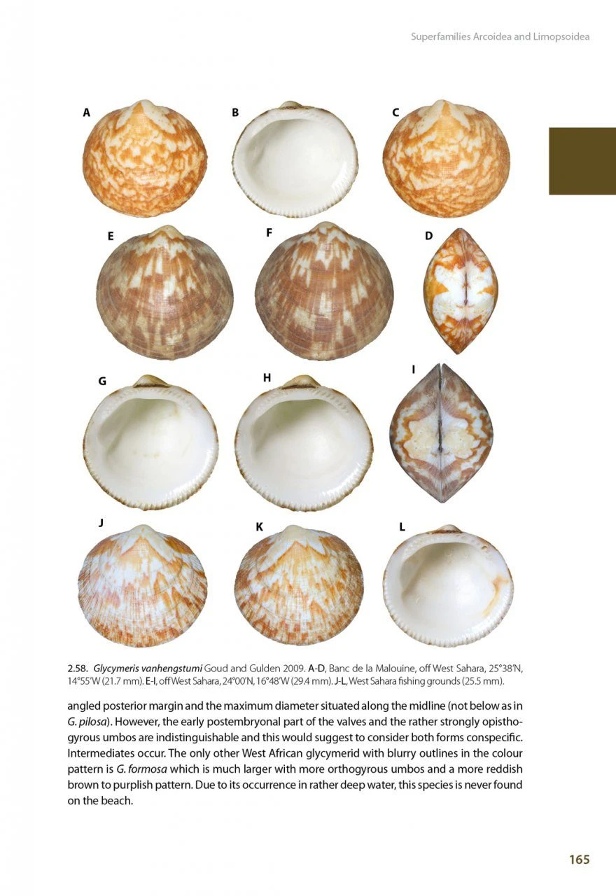 Marine Bivalves Of Tropical West Africa 13 Marine Bivalves Of Tropical West Africa - Image 11