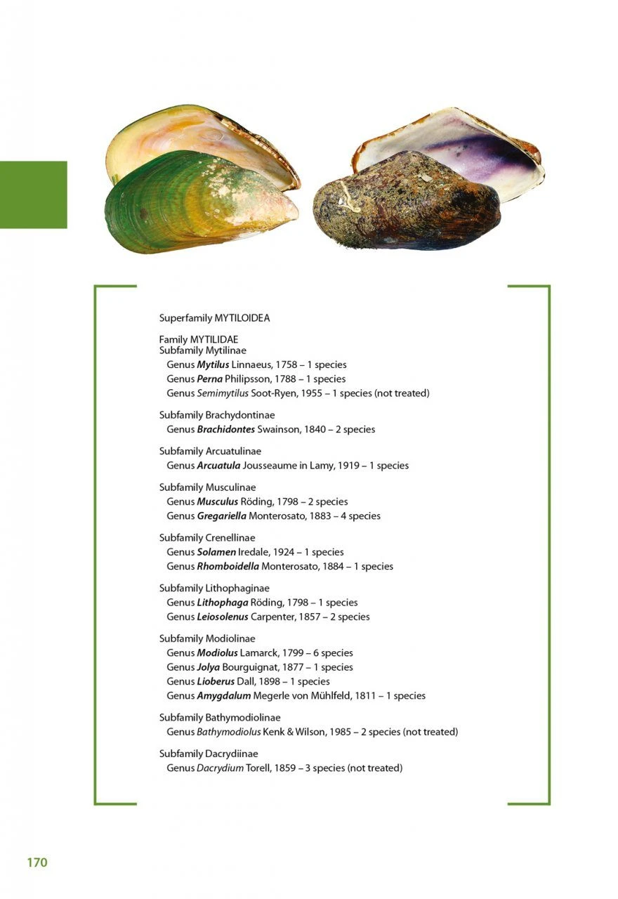 Marine Bivalves Of Tropical West Africa 14 Marine Bivalves Of Tropical West Africa - Image 12