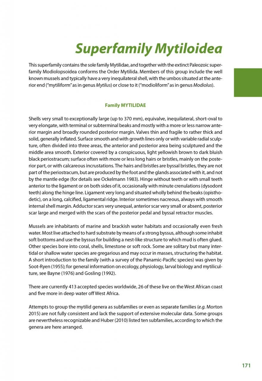 Marine Bivalves Of Tropical West Africa 15 Marine Bivalves Of Tropical West Africa - Image 13