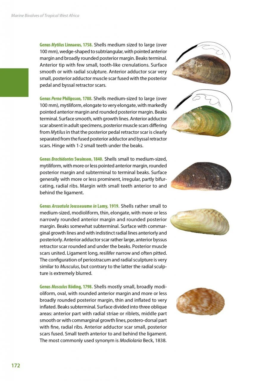 Marine Bivalves Of Tropical West Africa 16 Marine Bivalves Of Tropical West Africa - Image 14