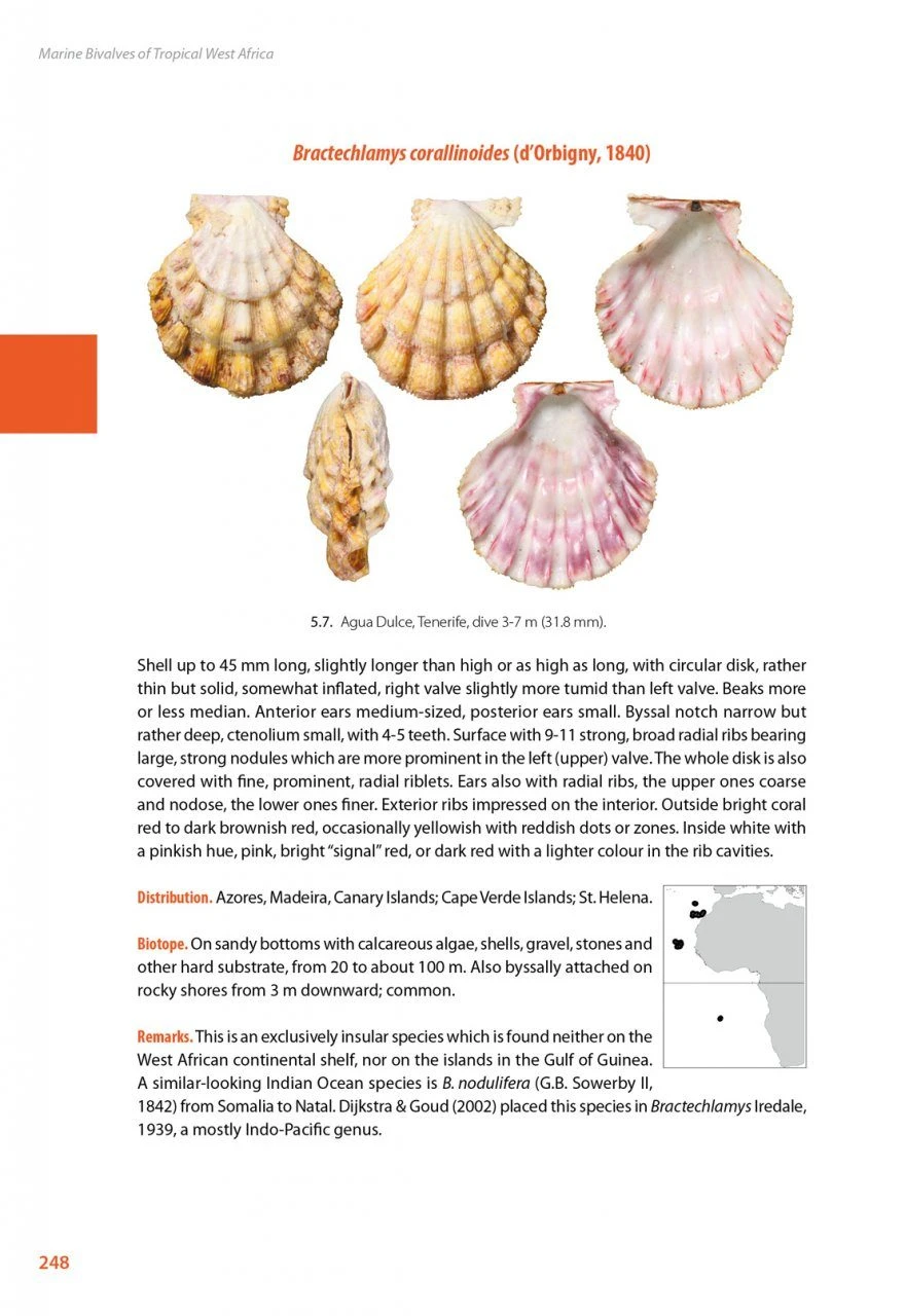 Marine Bivalves Of Tropical West Africa 18 Marine Bivalves Of Tropical West Africa - Image 16