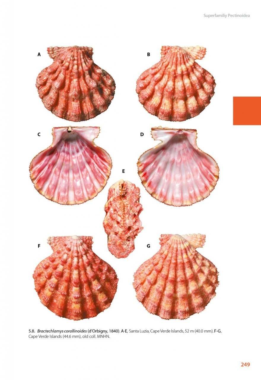 Marine Bivalves Of Tropical West Africa 19 Marine Bivalves Of Tropical West Africa - Image 17