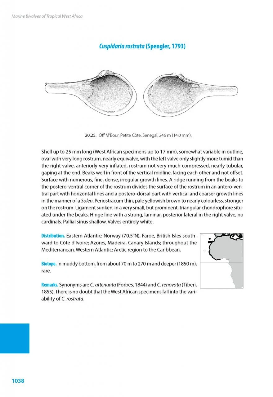Marine Bivalves Of Tropical West Africa 20 Marine Bivalves Of Tropical West Africa - Image 18