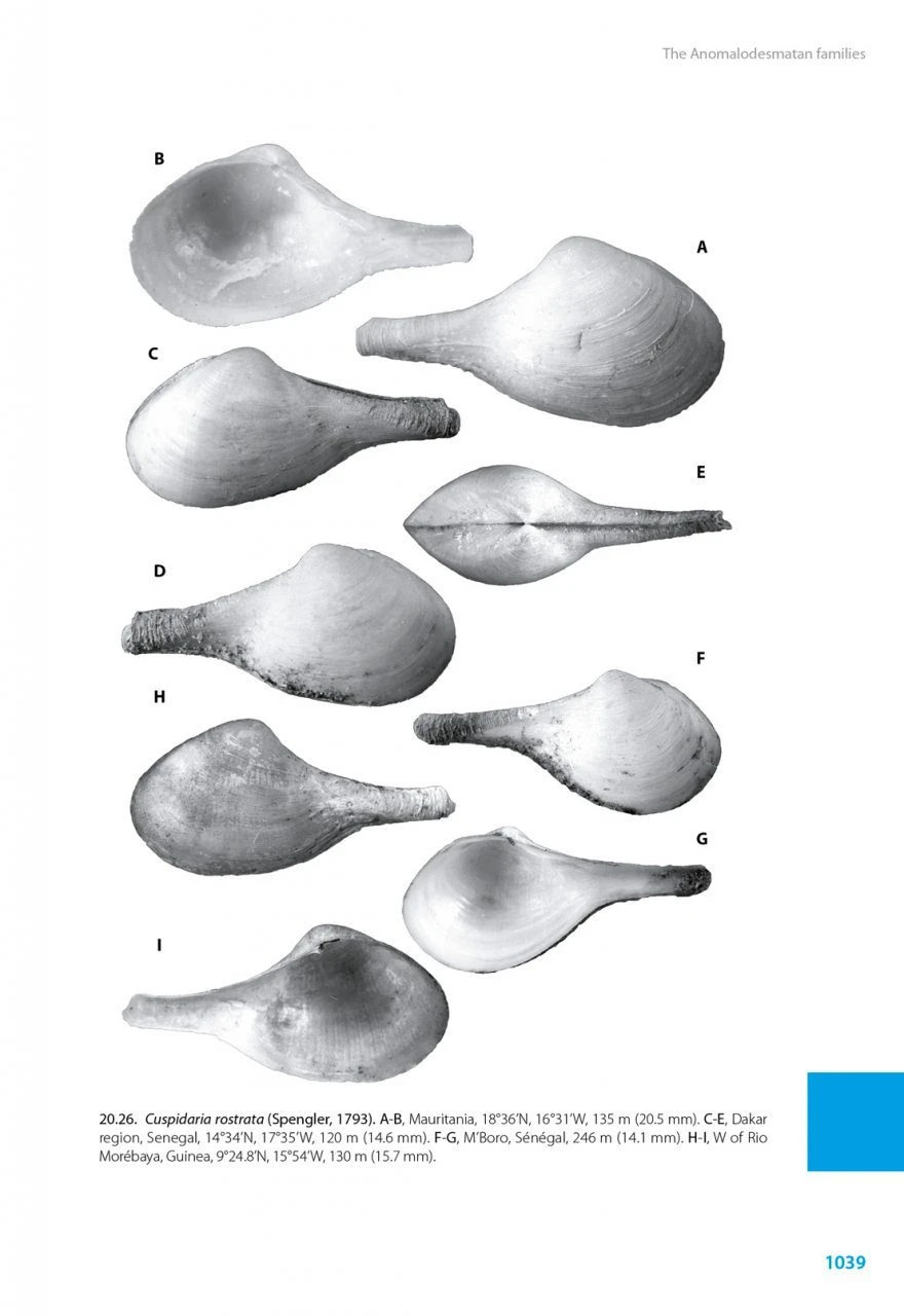 Marine Bivalves Of Tropical West Africa 21 Marine Bivalves Of Tropical West Africa - Image 19