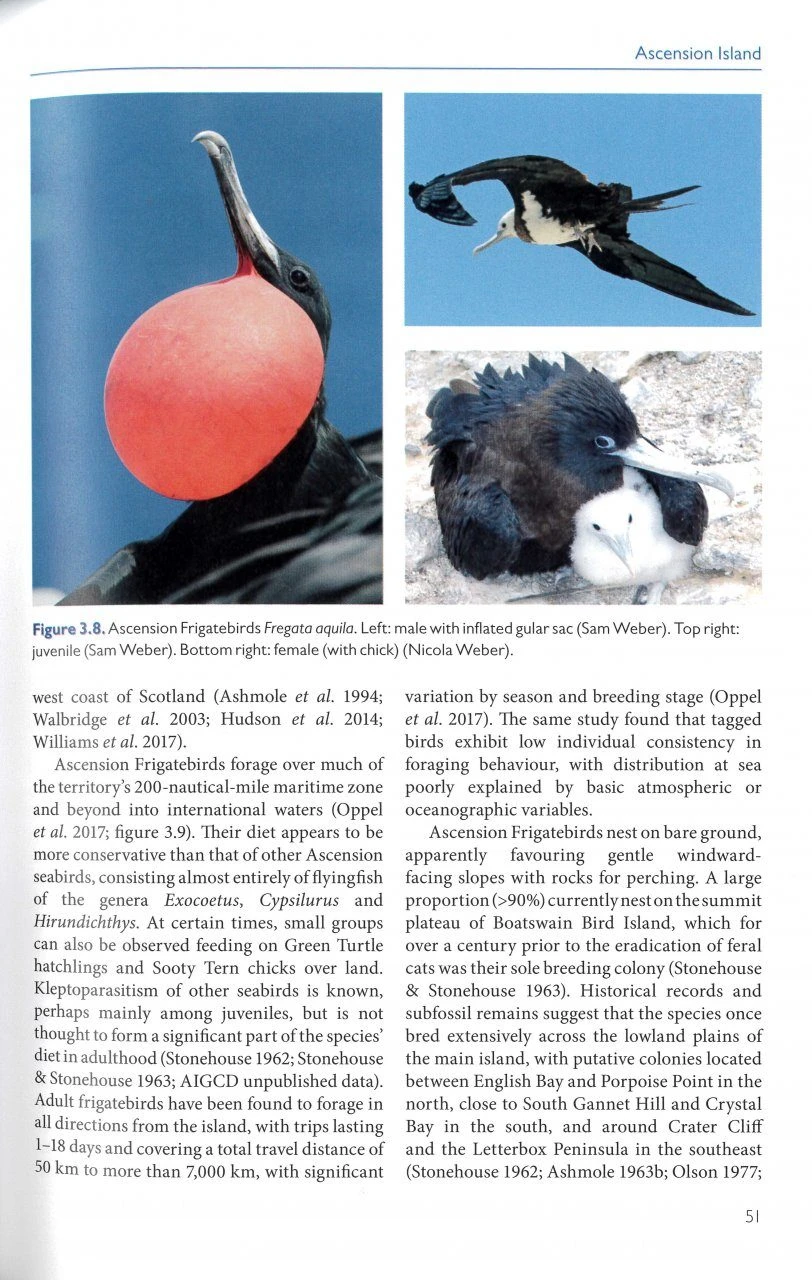 Birds Of The UK Overseas Territories 4 Birds Of The UK Overseas Territories - Image 2