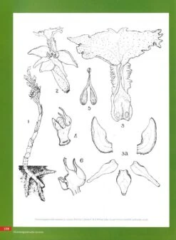 Orchids Of India -Wildlife Professional Books 249013 2