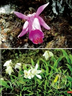 Orchids Of India -Wildlife Professional Books 249013 4