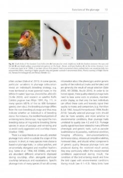 The Biology Of Moult In Birds 11 The Biology Of Moult In Birds -Wildlife Professional Books 249029 1