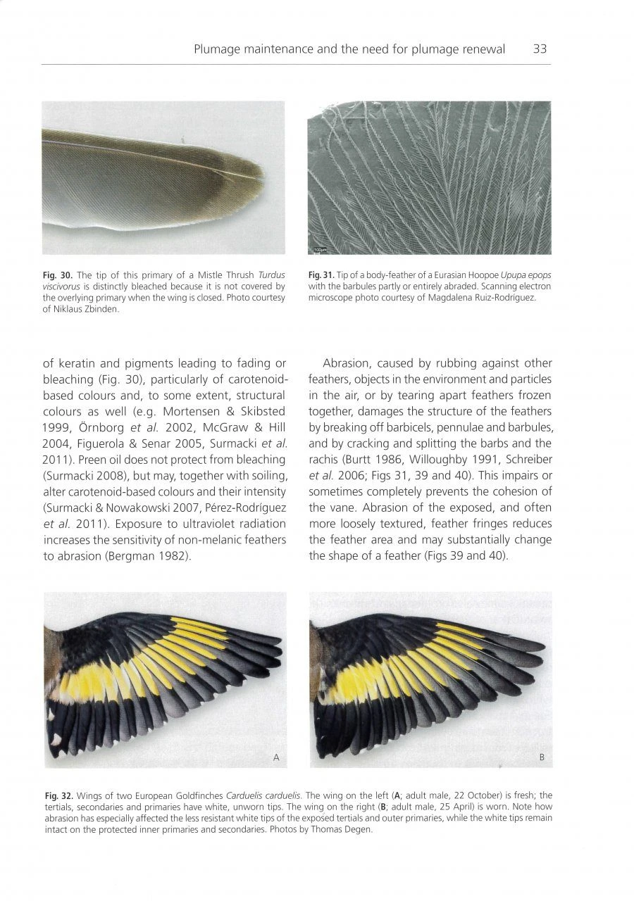 The Biology Of Moult In Birds 5 The Biology Of Moult In Birds - Image 3