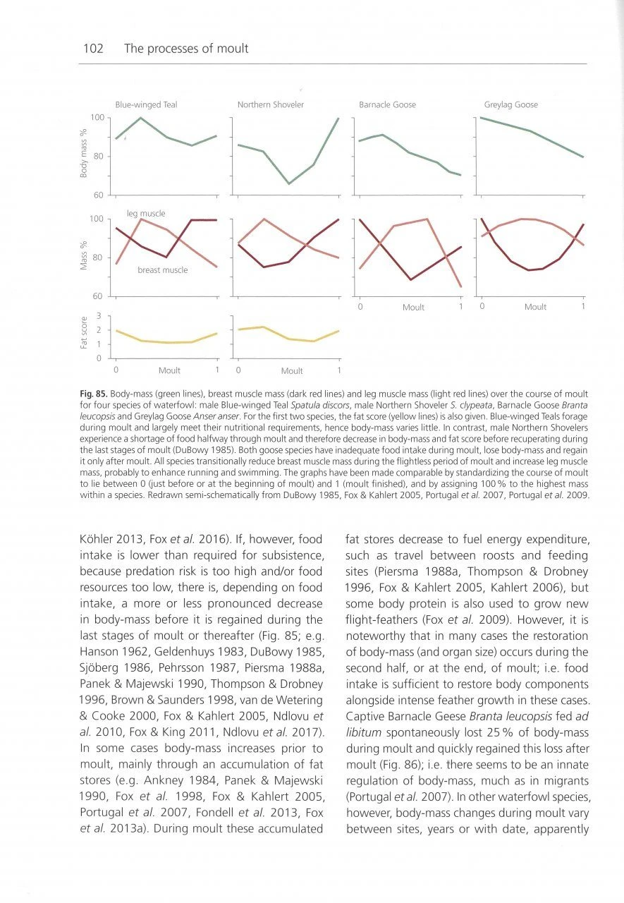 The Biology Of Moult In Birds 7 The Biology Of Moult In Birds - Image 5