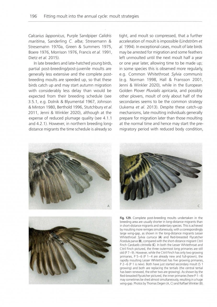 The Biology Of Moult In Birds 9 The Biology Of Moult In Birds - Image 7