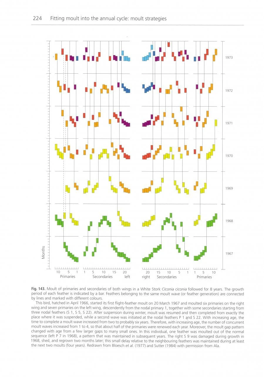 The Biology Of Moult In Birds 10 The Biology Of Moult In Birds - Image 8