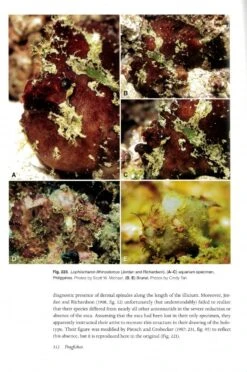 Frogfishes -Wildlife Professional Books 249225 3