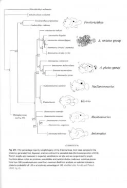 Frogfishes -Wildlife Professional Books 249225 4
