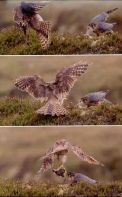 The Merlin 12 The Merlin -Wildlife Professional Books 249553 2