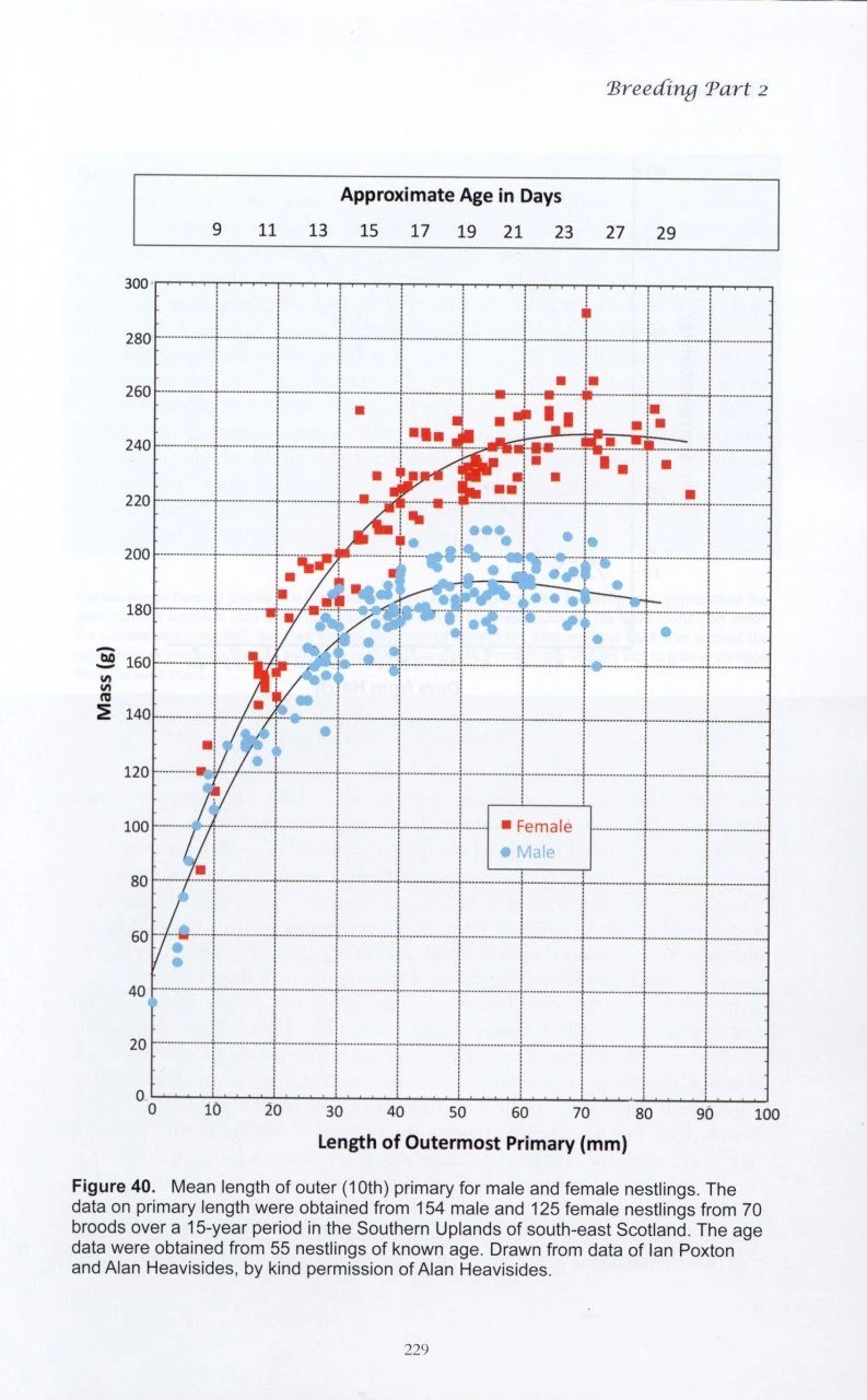 The Merlin 6 The Merlin - Image 4