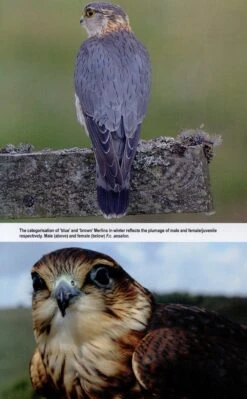 The Merlin 16 The Merlin -Wildlife Professional Books 249553 6