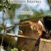 The Common Kestrel 2 The Common Kestrel -Wildlife Professional Books 249554