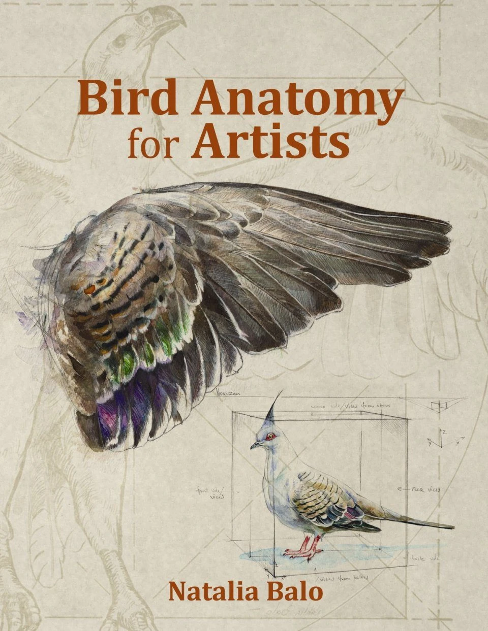 Bird Anatomy For Artists 3 Bird Anatomy For Artists