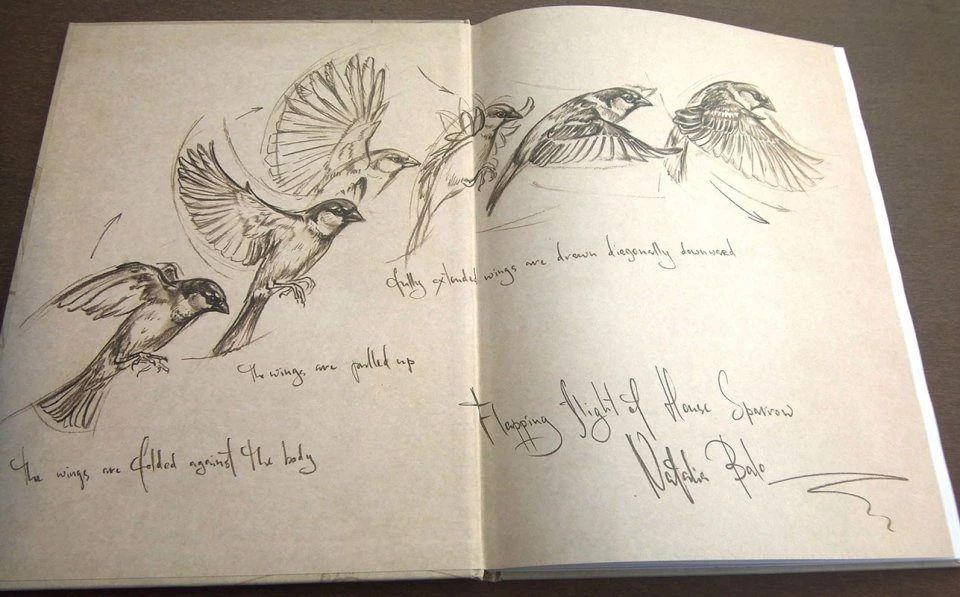 Bird Anatomy For Artists 4 Bird Anatomy For Artists - Image 2