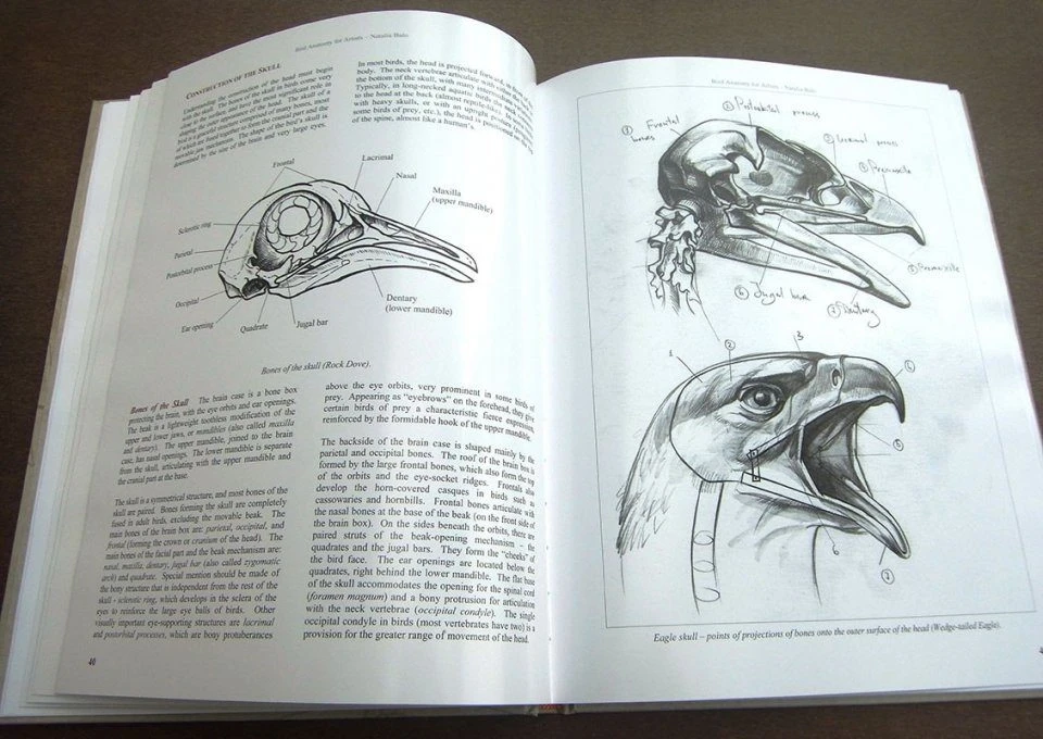 Bird Anatomy For Artists 8 Bird Anatomy For Artists - Image 6