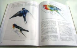 Bird Anatomy For Artists 22 Bird Anatomy For Artists -Wildlife Professional Books 249582 07