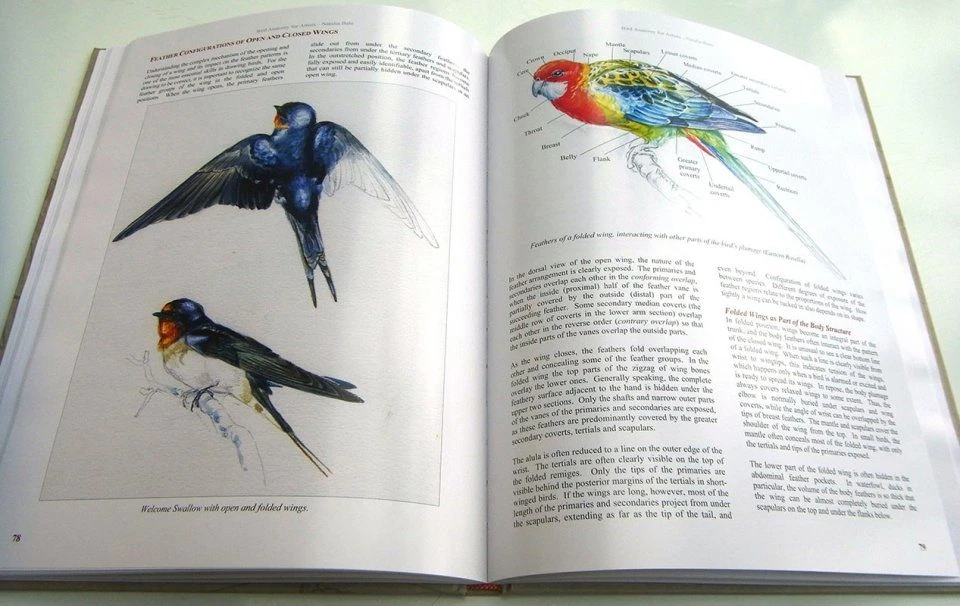 Bird Anatomy For Artists 10 Bird Anatomy For Artists - Image 8