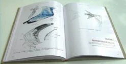 Bird Anatomy For Artists 23 Bird Anatomy For Artists -Wildlife Professional Books 249582 08