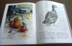 Bird Anatomy For Artists 25 Bird Anatomy For Artists -Wildlife Professional Books 249582 10