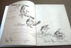 Bird Anatomy For Artists 27 Bird Anatomy For Artists -Wildlife Professional Books 249582 12