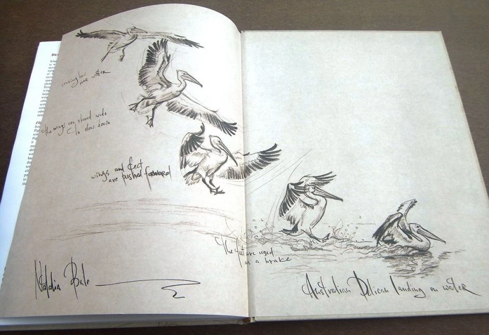 Bird Anatomy For Artists 15 Bird Anatomy For Artists - Image 13